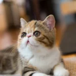 にゃーくん